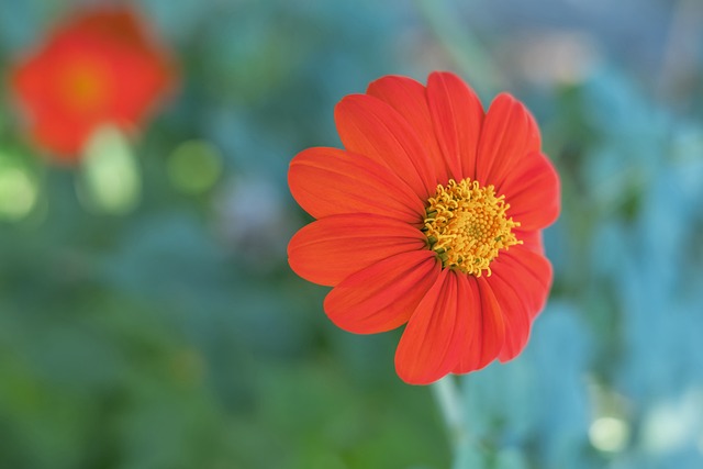 莎头组合 莎头组合